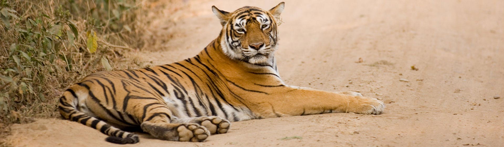 tiger tours and travels